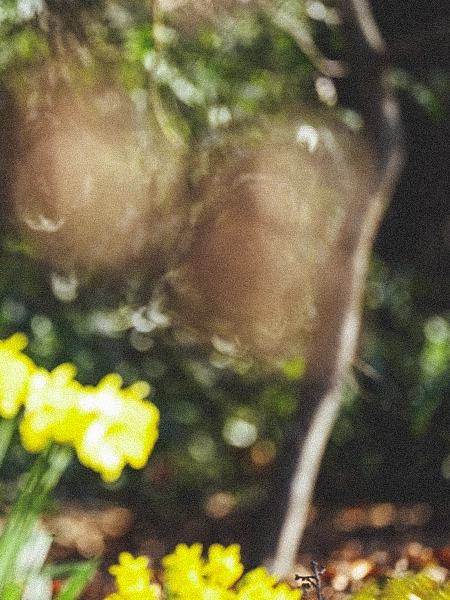 Montiertes Schnabelgoldprodukt in der Natur, Variante 1; Kacheldarstellung