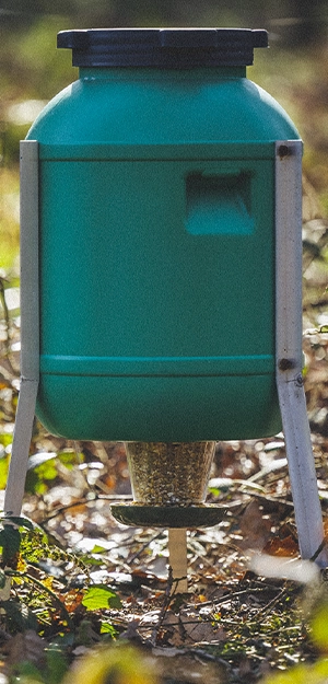 Montiertes Schnabelgoldprodukt in der Natur, Variante 2; Kacheldarstellung